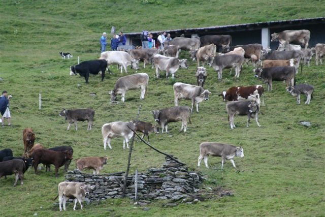 Visita Alpe Culino, vacche al pascolo